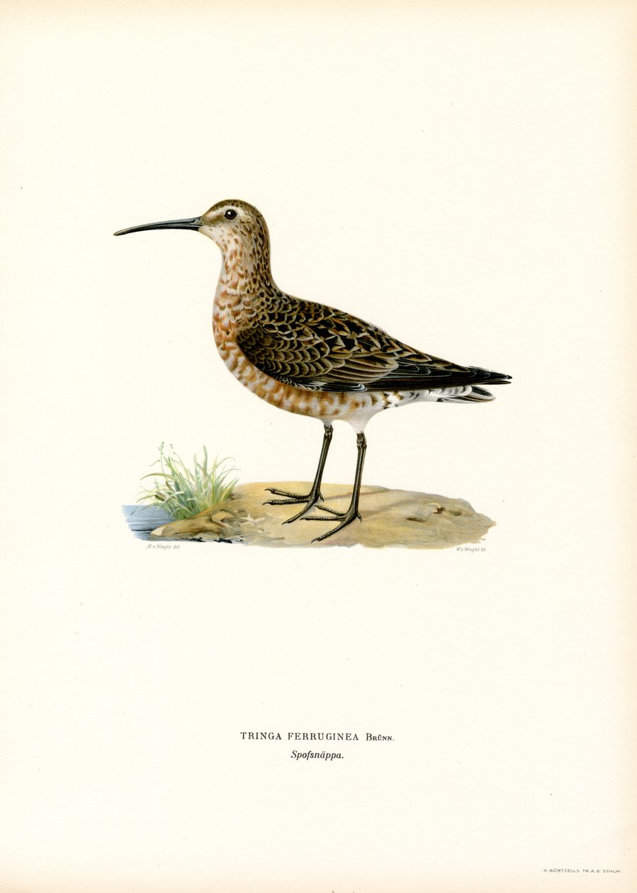 Kulik sandpiper (kolor lito) autorstwa Magnus Ferdinand and Wilhelm von Wright