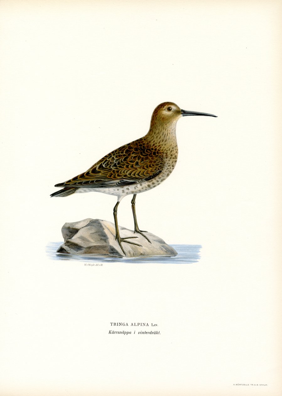 Dunlin (kolor lito) autorstwa Magnus Ferdinand and Wilhelm von Wright