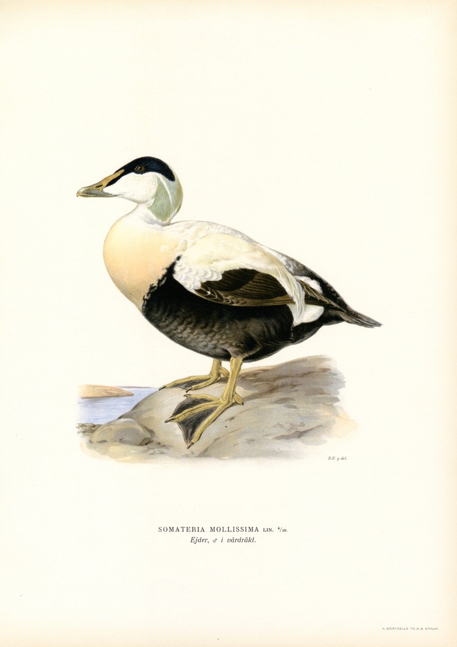 Eider Duck (kolor lito) autorstwa Magnus Ferdinand and Wilhelm von Wright