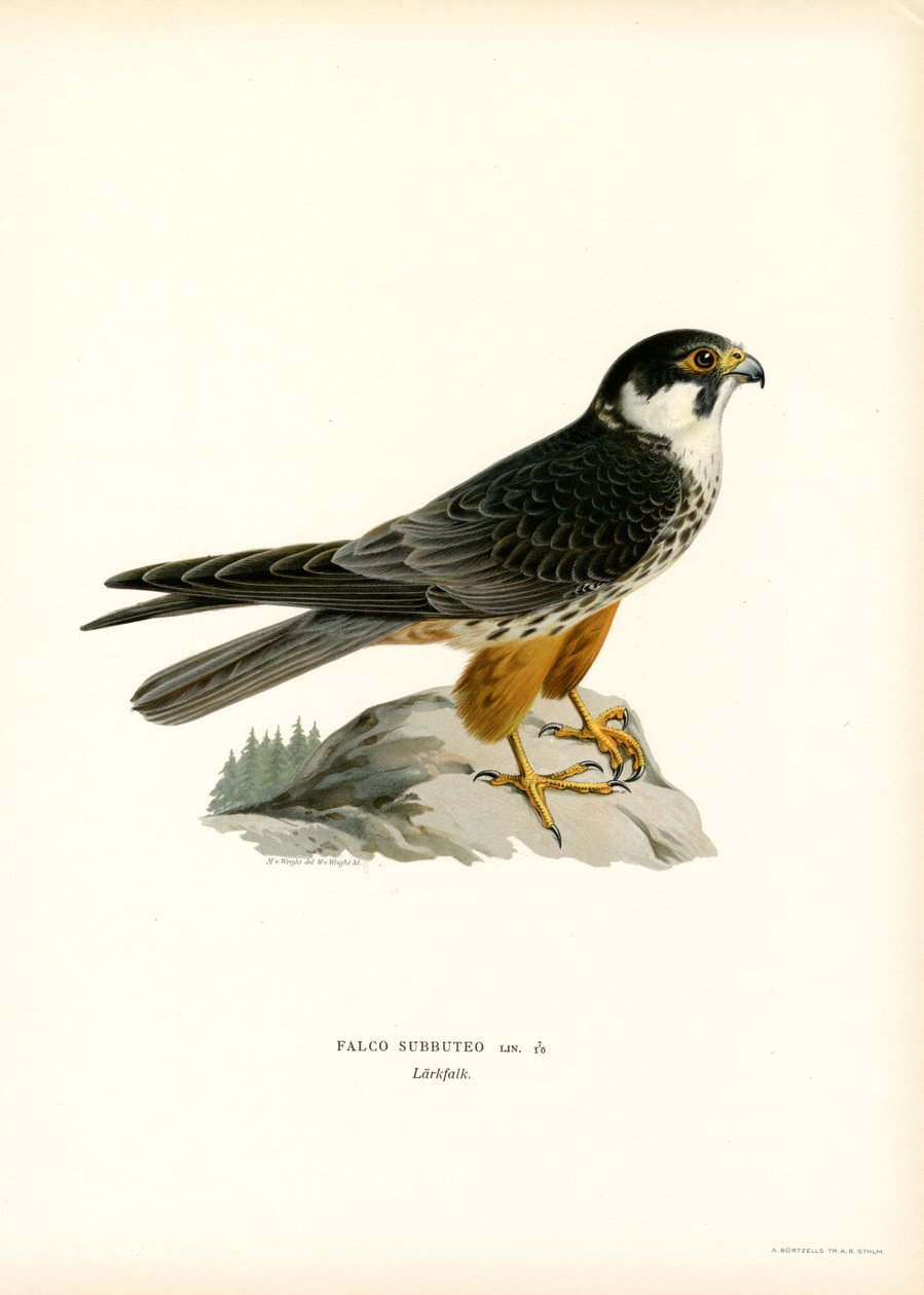 Eurasian Hobby (kolor lito) autorstwa Magnus Ferdinand and Wilhelm von Wright