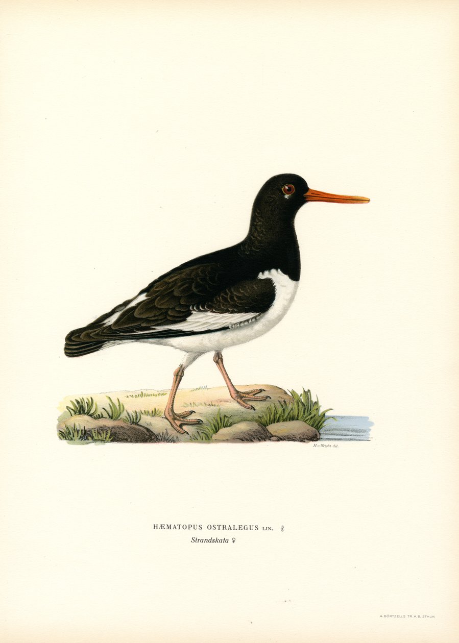 ostrygojad (kolor lito) autorstwa Magnus Ferdinand and Wilhelm von Wright