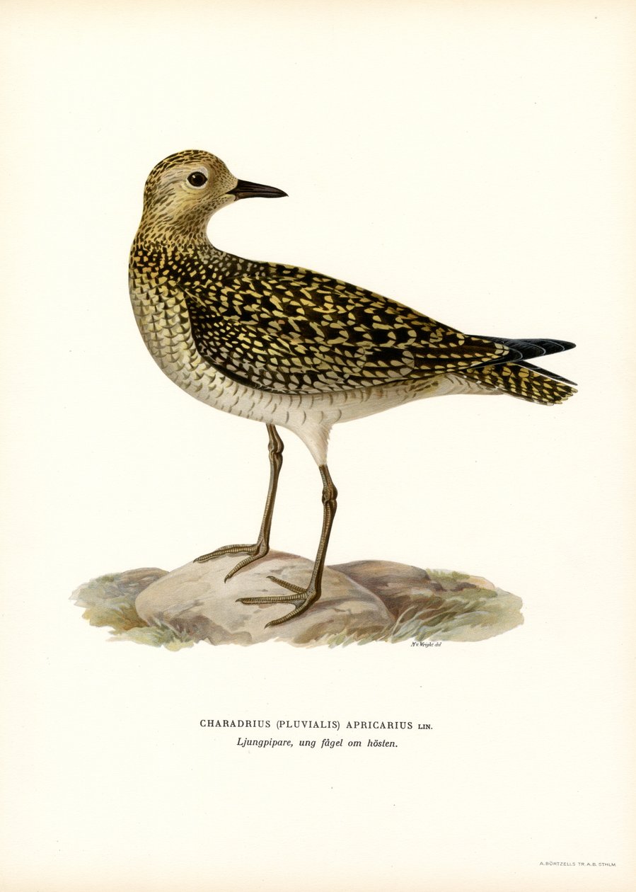 Sieweczka złota (kolor lito) autorstwa Magnus Ferdinand and Wilhelm von Wright