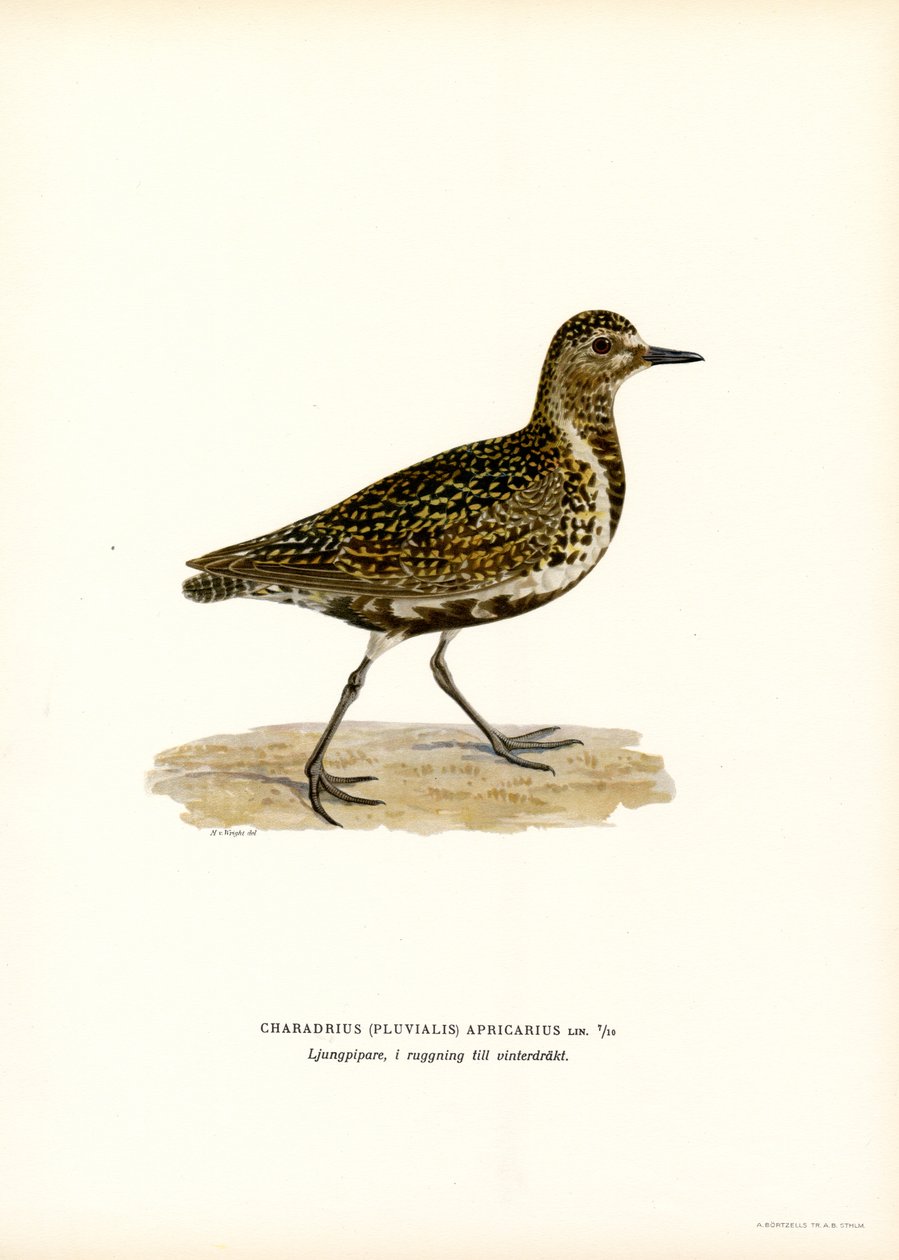 Sieweczka złota (kolor lito) autorstwa Magnus Ferdinand and Wilhelm von Wright