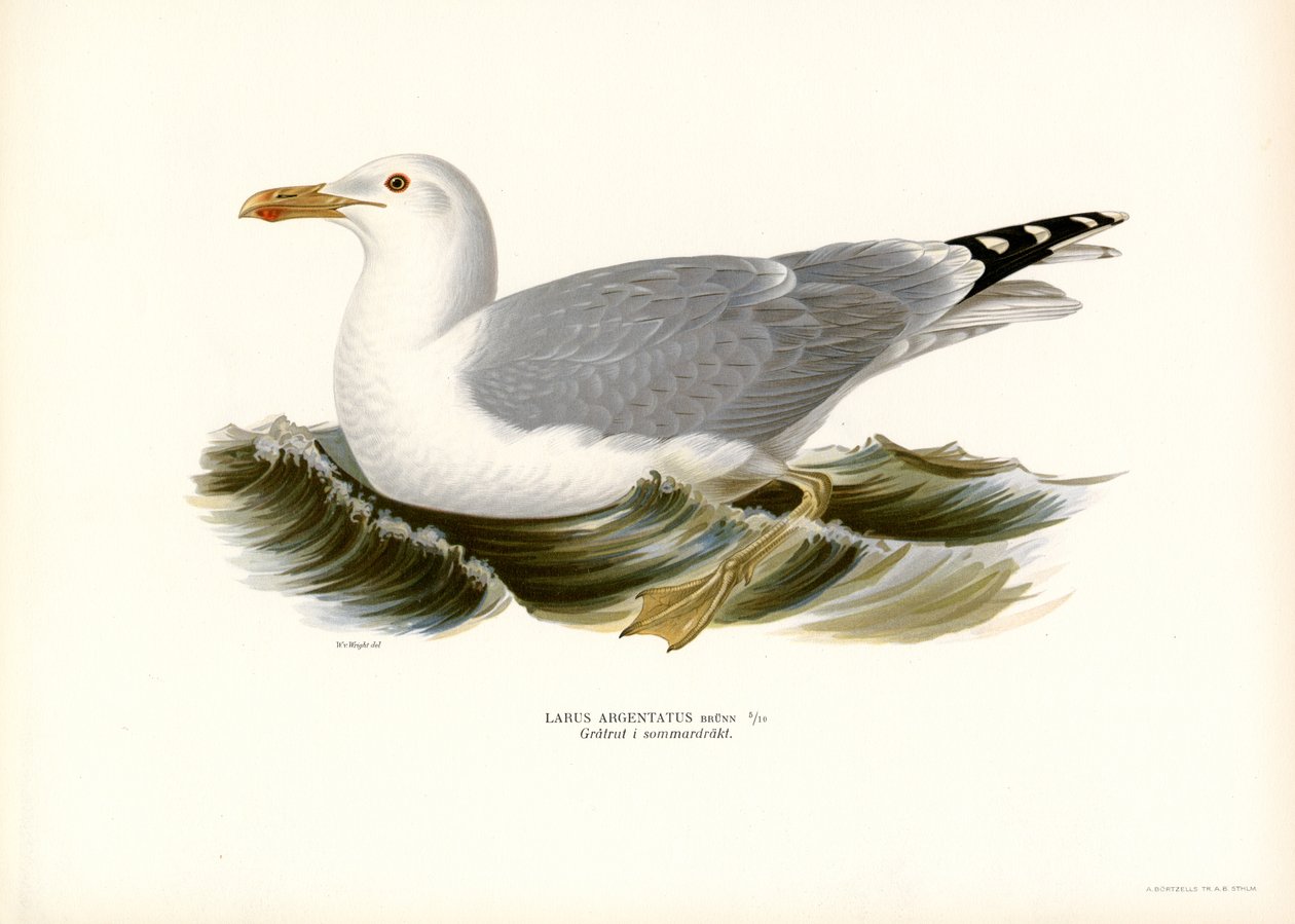 Mewa srebrzysta (kolor lito) autorstwa Magnus Ferdinand and Wilhelm von Wright