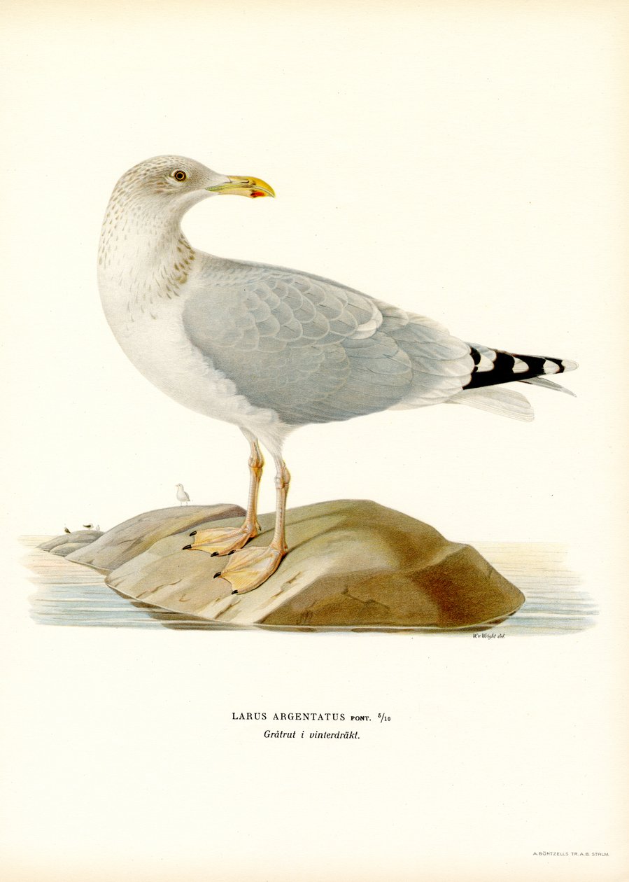 Mewa srebrzysta (kolor lito) autorstwa Magnus Ferdinand and Wilhelm von Wright