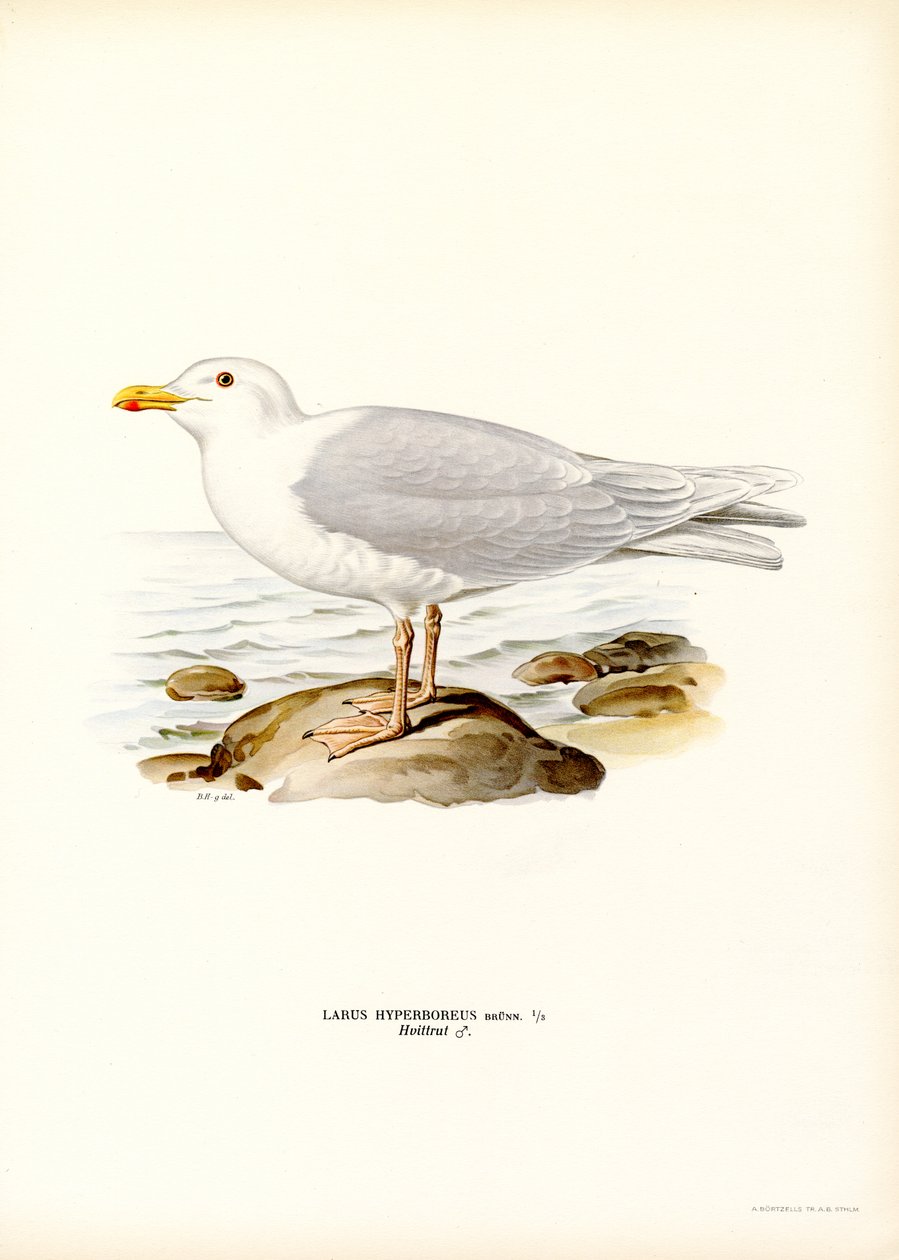 Glaucous Gull (kolor lito) autorstwa Magnus Ferdinand and Wilhelm von Wright