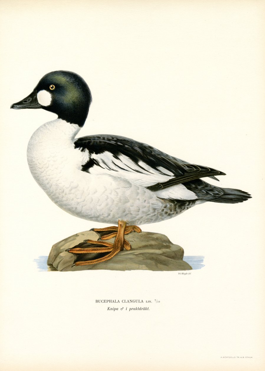 Goldeneye Duck (kolor lito) autorstwa Magnus Ferdinand and Wilhelm von Wright