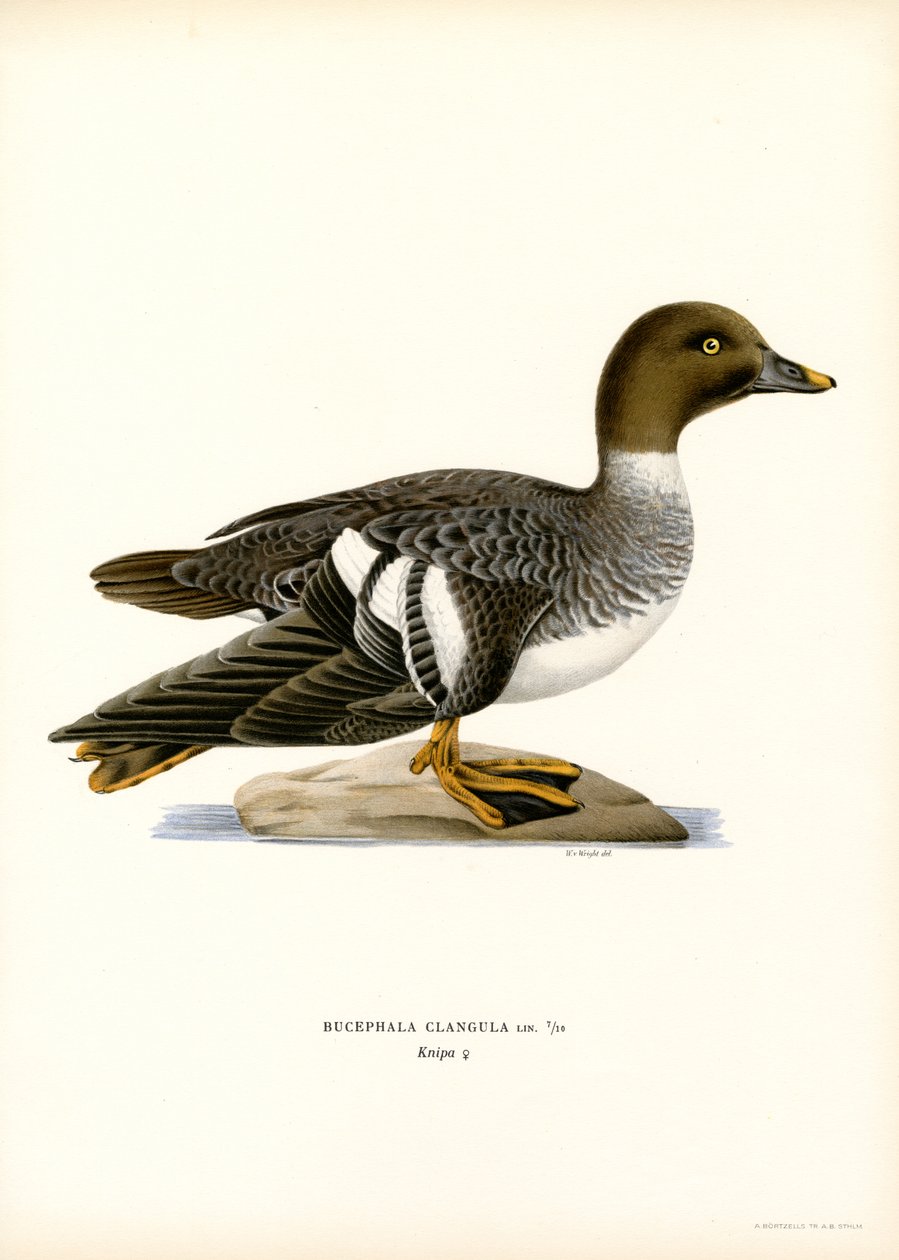 Goldeneye Duck (kolor lito) autorstwa Magnus Ferdinand and Wilhelm von Wright