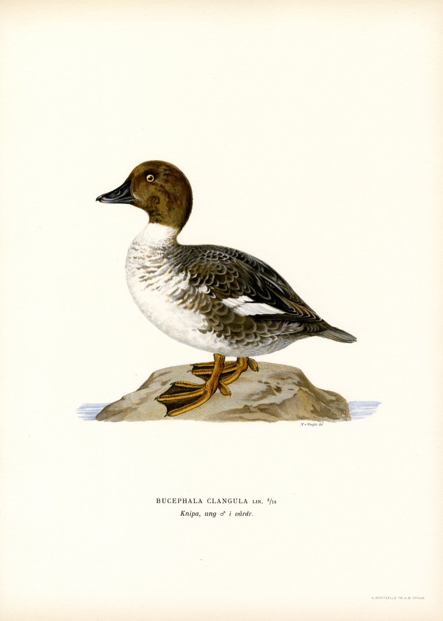 Goldeneye Duck (kolor lito) autorstwa Magnus Ferdinand and Wilhelm von Wright