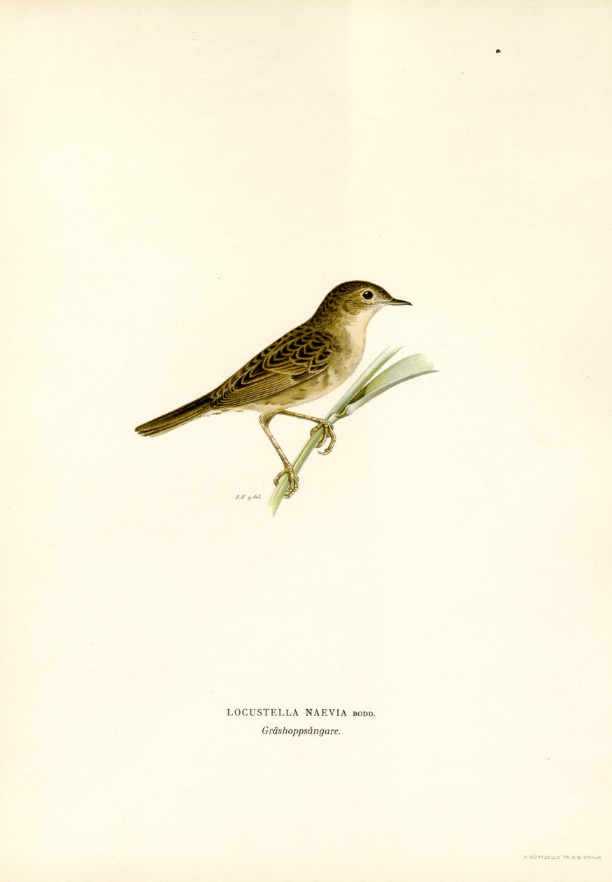 Grasshopper Warbler (kolor lito) autorstwa Magnus Ferdinand and Wilhelm von Wright