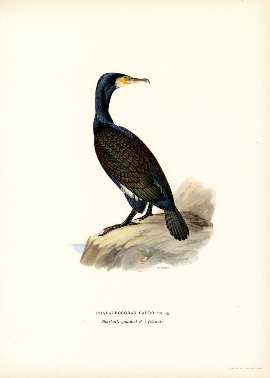 Kormoran wielki (kolor lito) autorstwa Magnus Ferdinand and Wilhelm von Wright