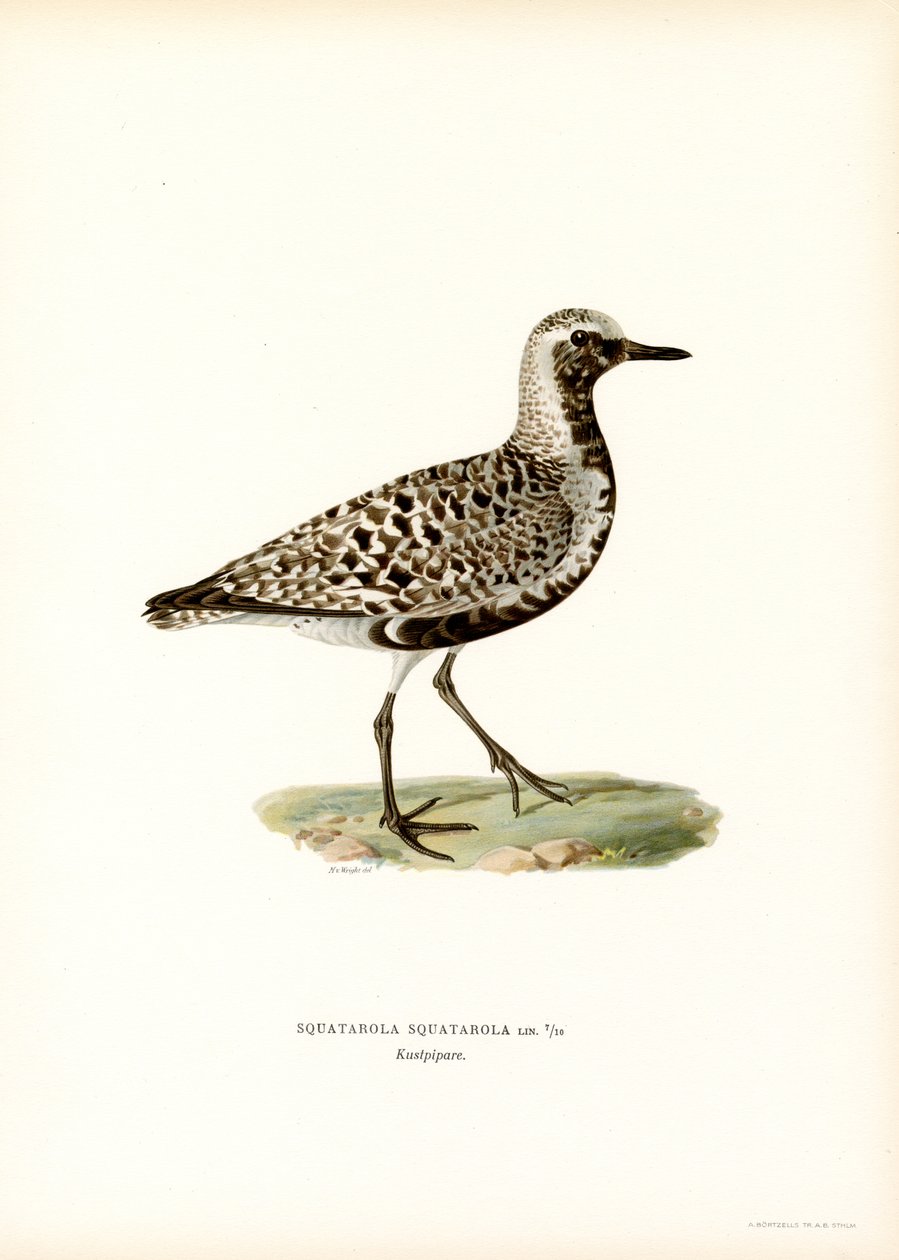 Sieweczka szara (kolor lito) autorstwa Magnus Ferdinand and Wilhelm von Wright