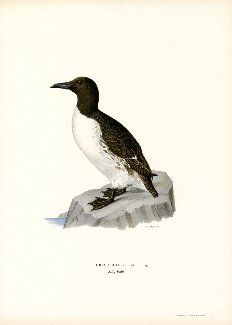 Guillemot (kolor lito) autorstwa Magnus Ferdinand and Wilhelm von Wright