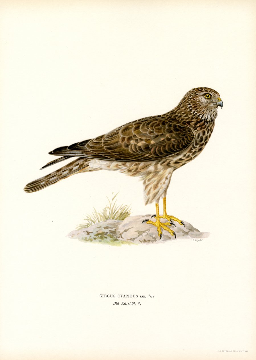 Hen Harrier (kolor lito) autorstwa Magnus Ferdinand and Wilhelm von Wright