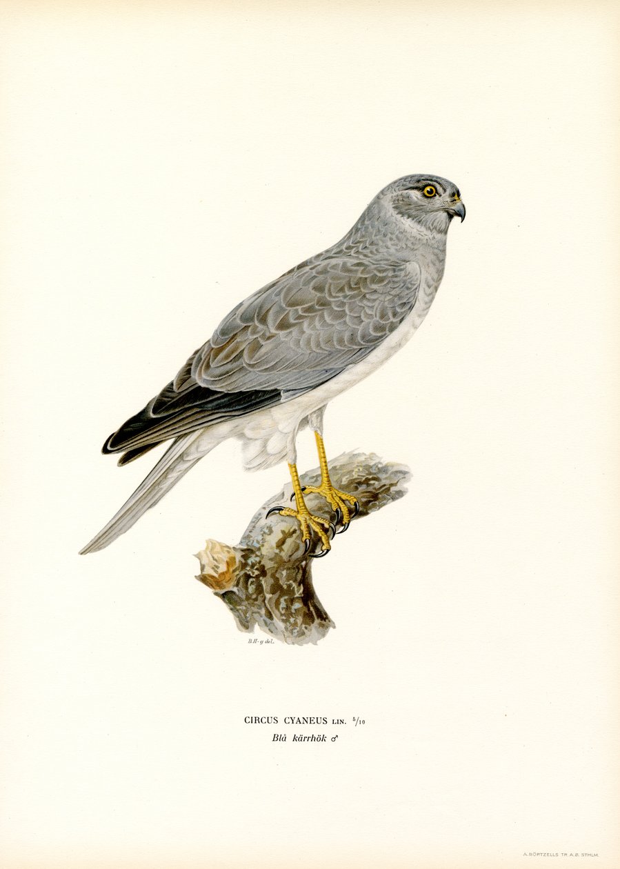 Hen Harrier (kolor lito) autorstwa Magnus Ferdinand and Wilhelm von Wright