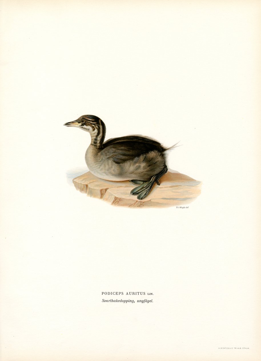 Perkoz rogaty (kolor lito) autorstwa Magnus Ferdinand and Wilhelm von Wright