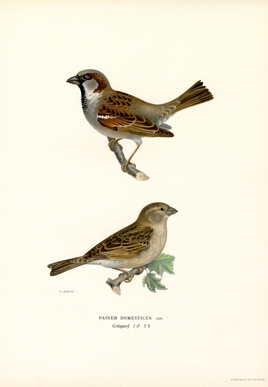 Wróbel (kolor lito) autorstwa Magnus Ferdinand and Wilhelm von Wright