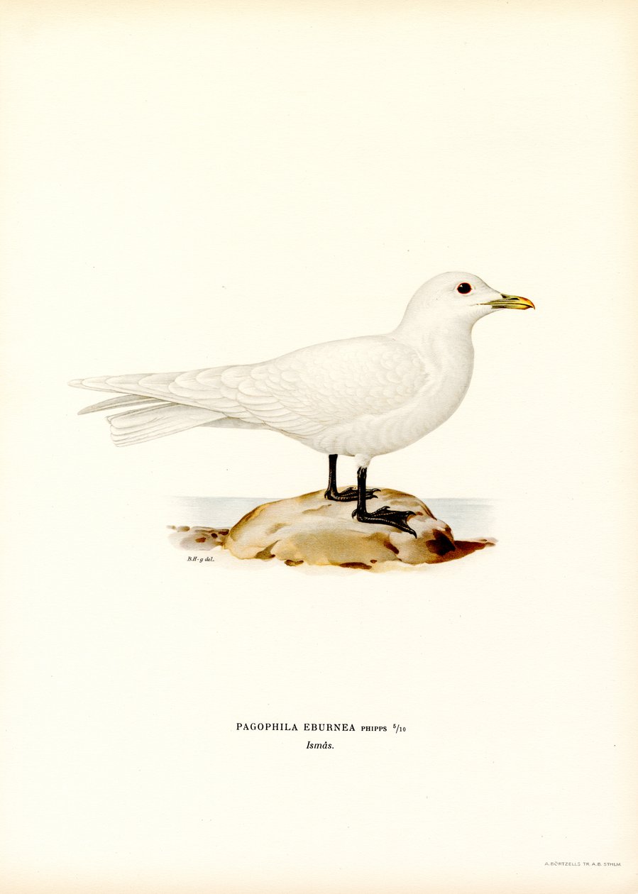 Ivory Gull (kolor lito) autorstwa Magnus Ferdinand and Wilhelm von Wright