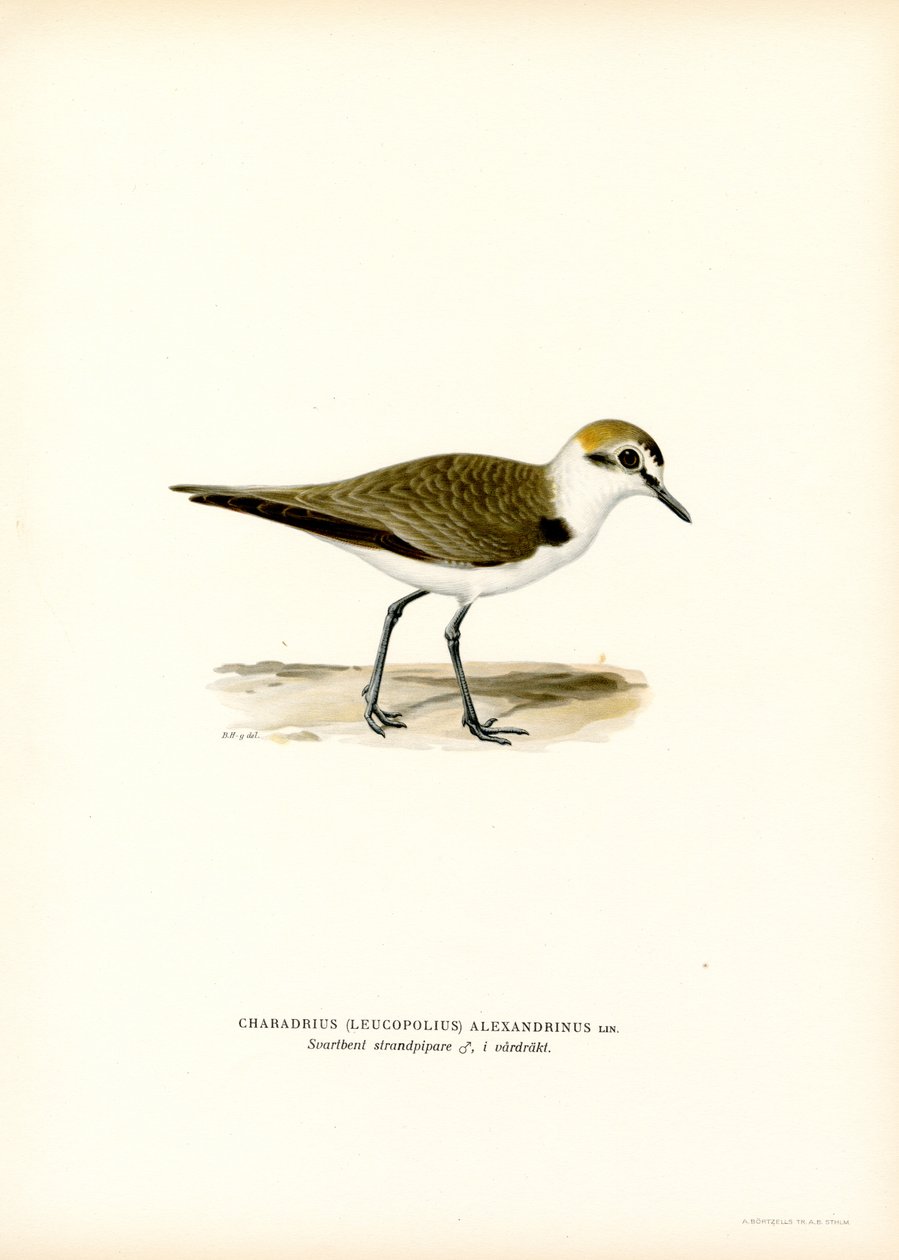 Sieweczka Kentish (kolor lito) autorstwa Magnus Ferdinand and Wilhelm von Wright