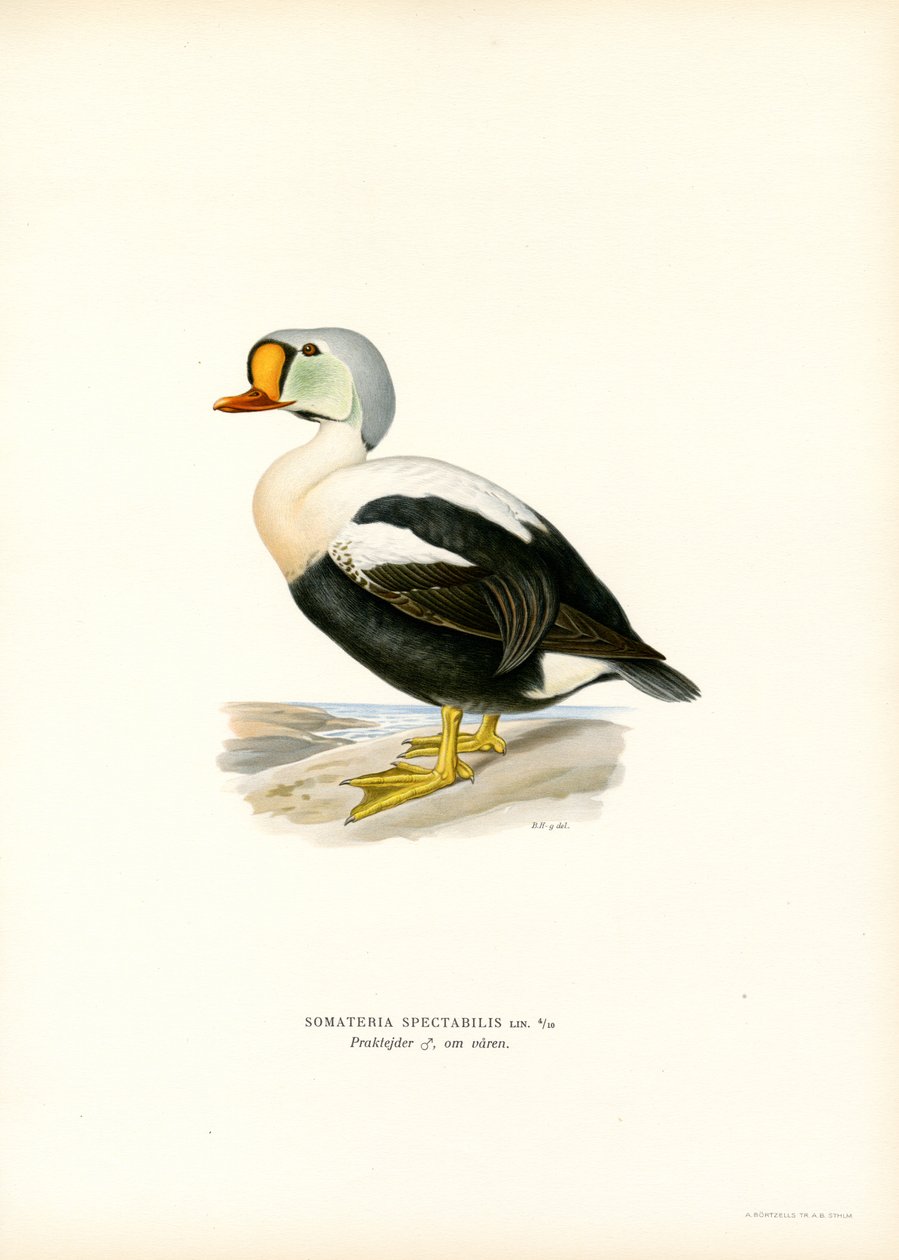 King Duck (kolor lito) autorstwa Magnus Ferdinand and Wilhelm von Wright