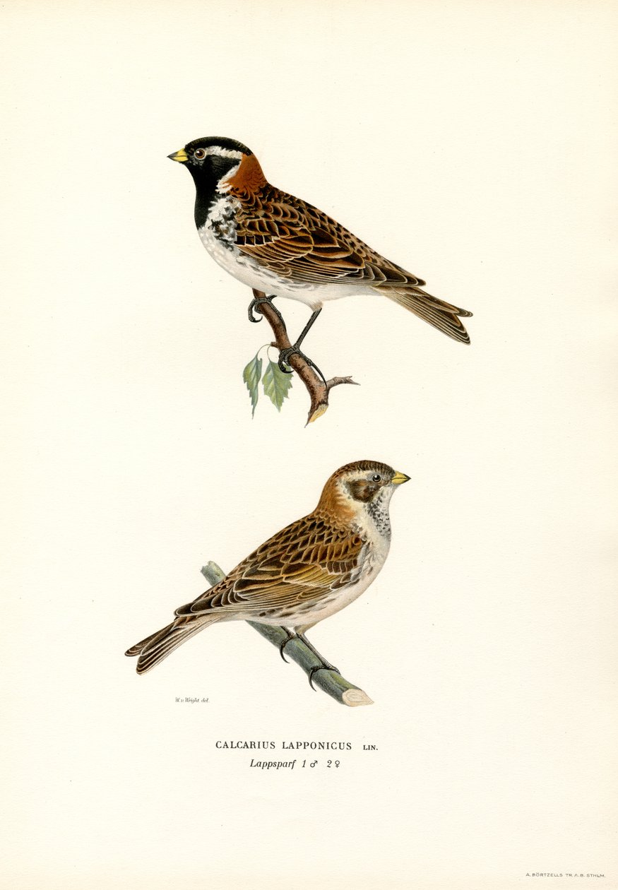 Trznadel Lapland (kolor lito) autorstwa Magnus Ferdinand and Wilhelm von Wright