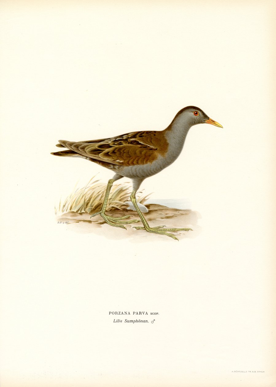 Little Crake (kolor lito) autorstwa Magnus Ferdinand and Wilhelm von Wright