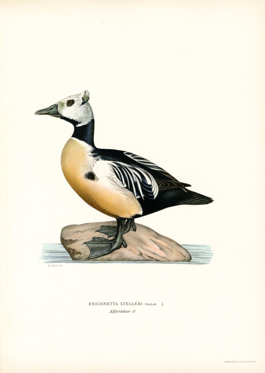Mały Eider (kolor lito) autorstwa Magnus Ferdinand and Wilhelm von Wright