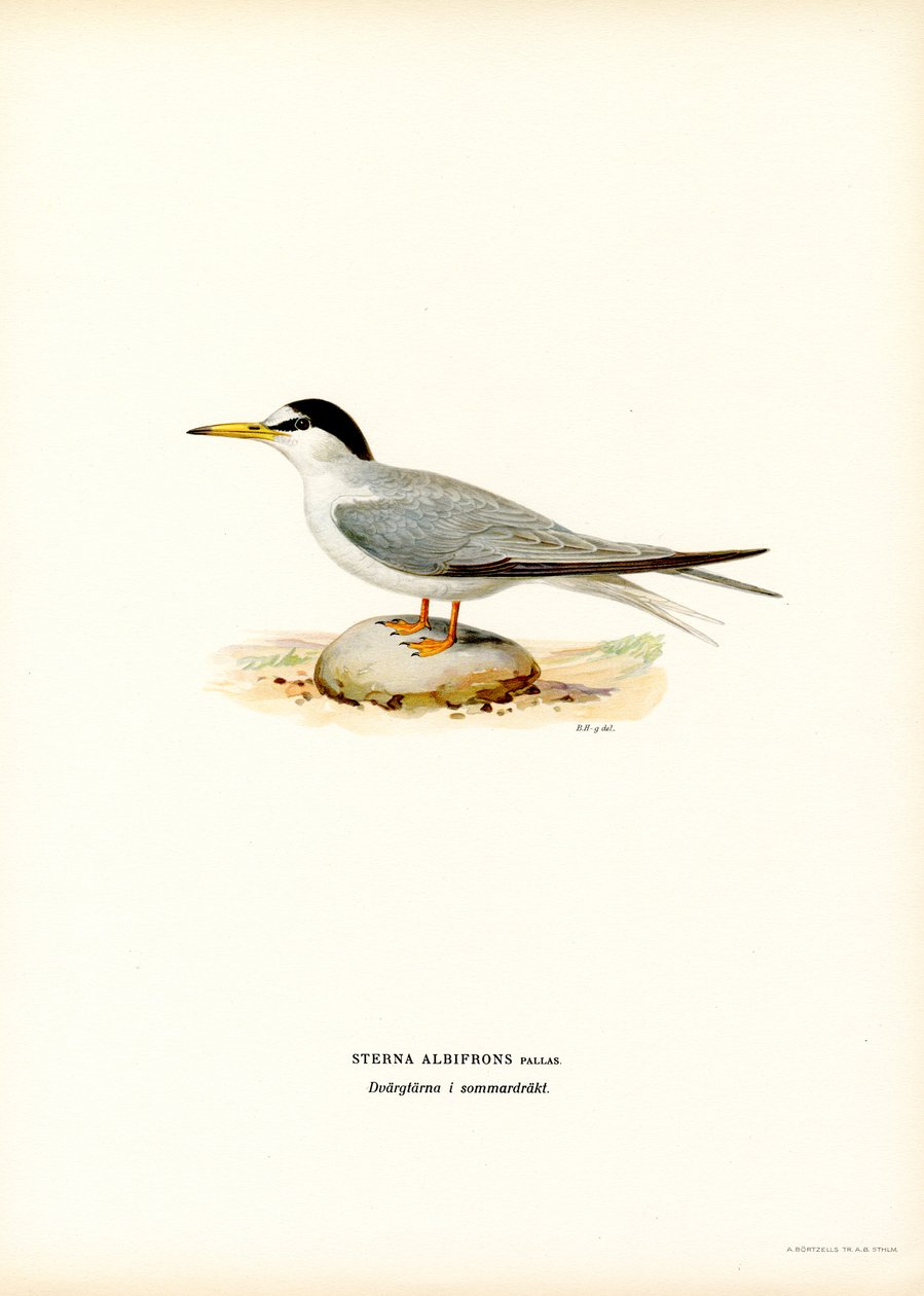 Rybitwa (kolor lito) autorstwa Magnus Ferdinand and Wilhelm von Wright