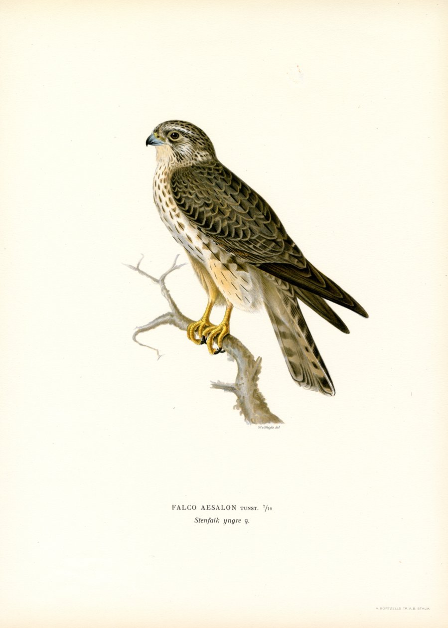 Merlin (kolor lito) autorstwa Magnus Ferdinand and Wilhelm von Wright
