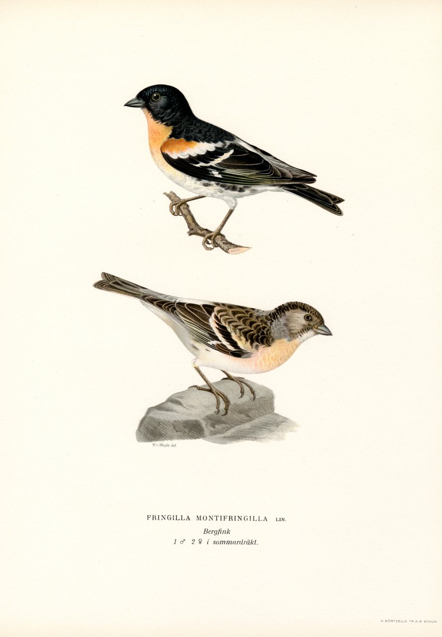 Dziwonia górska (kolor lito) autorstwa Magnus Ferdinand and Wilhelm von Wright