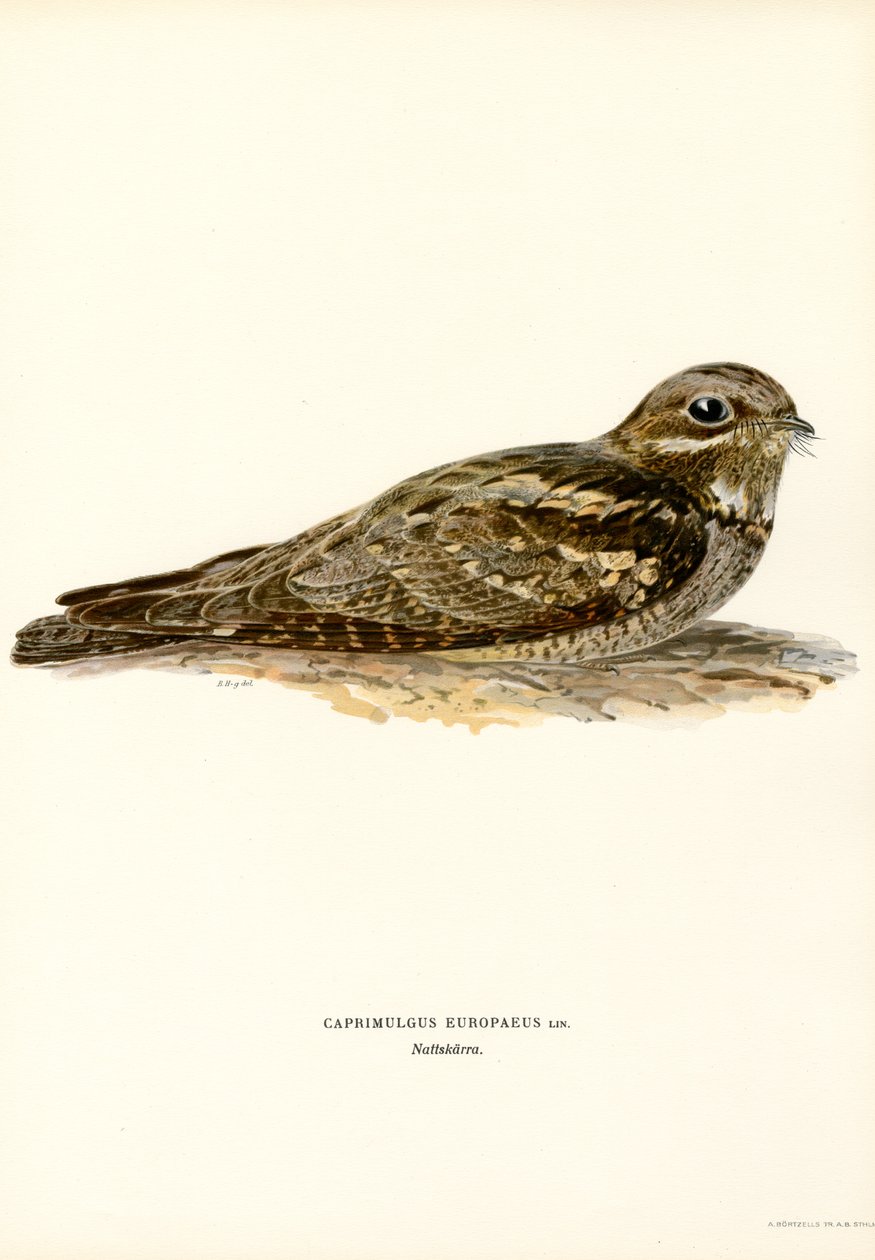 Nightjar (kolorowe części) autorstwa Magnus Ferdinand and Wilhelm von Wright