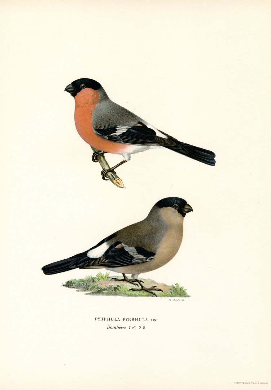 Gil zwyczajny (kolor lito) autorstwa Magnus Ferdinand and Wilhelm von Wright