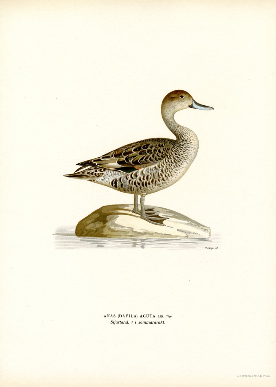 Northern Pintail (kolor lito) autorstwa Magnus Ferdinand and Wilhelm von Wright