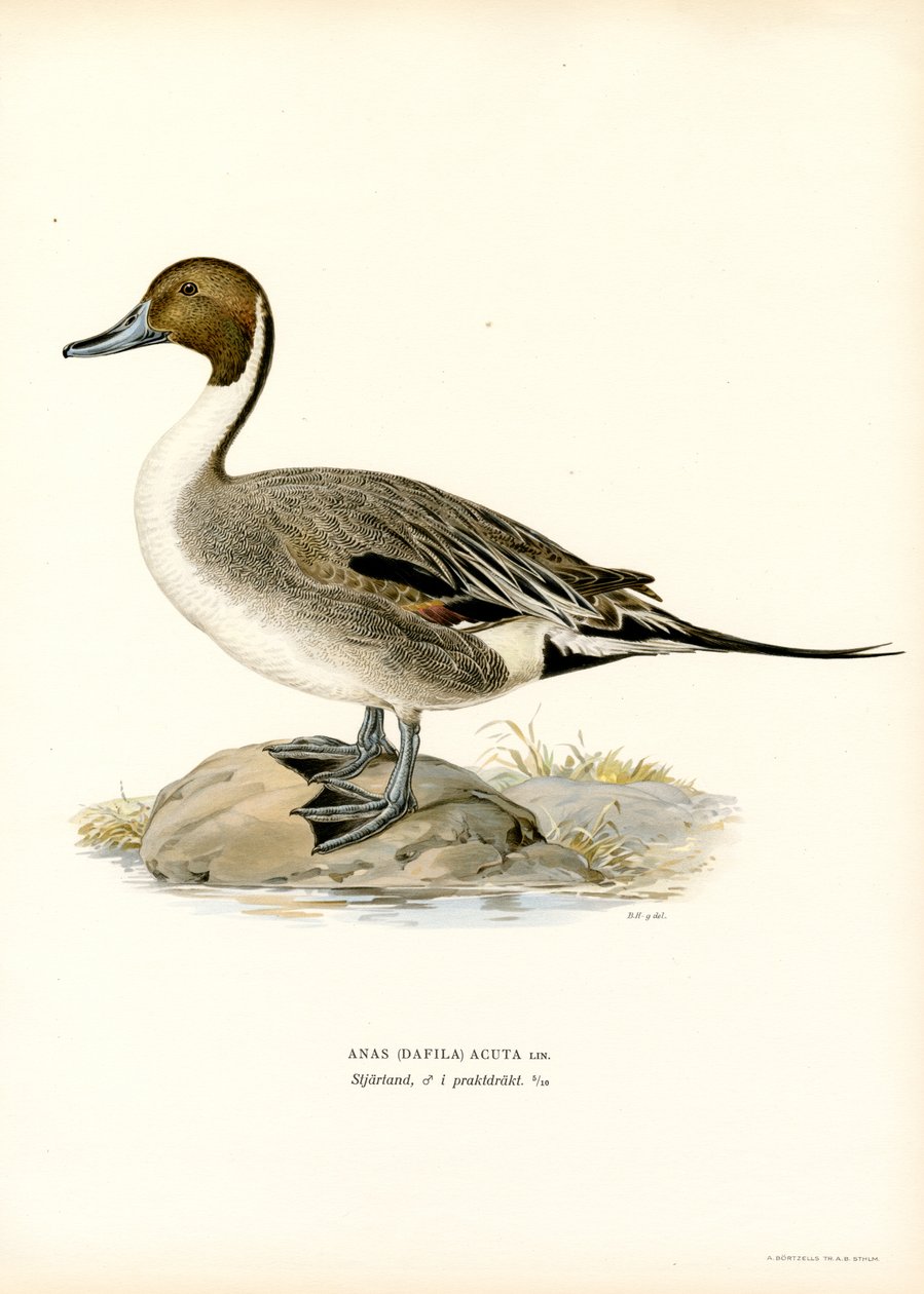 Północny Pintail (kolor lito) autorstwa Magnus Ferdinand and Wilhelm von Wright