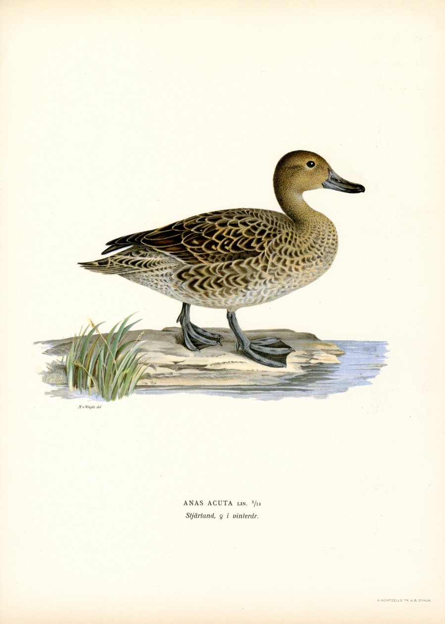 Północny Pintail (kolor lito) autorstwa Magnus Ferdinand and Wilhelm von Wright