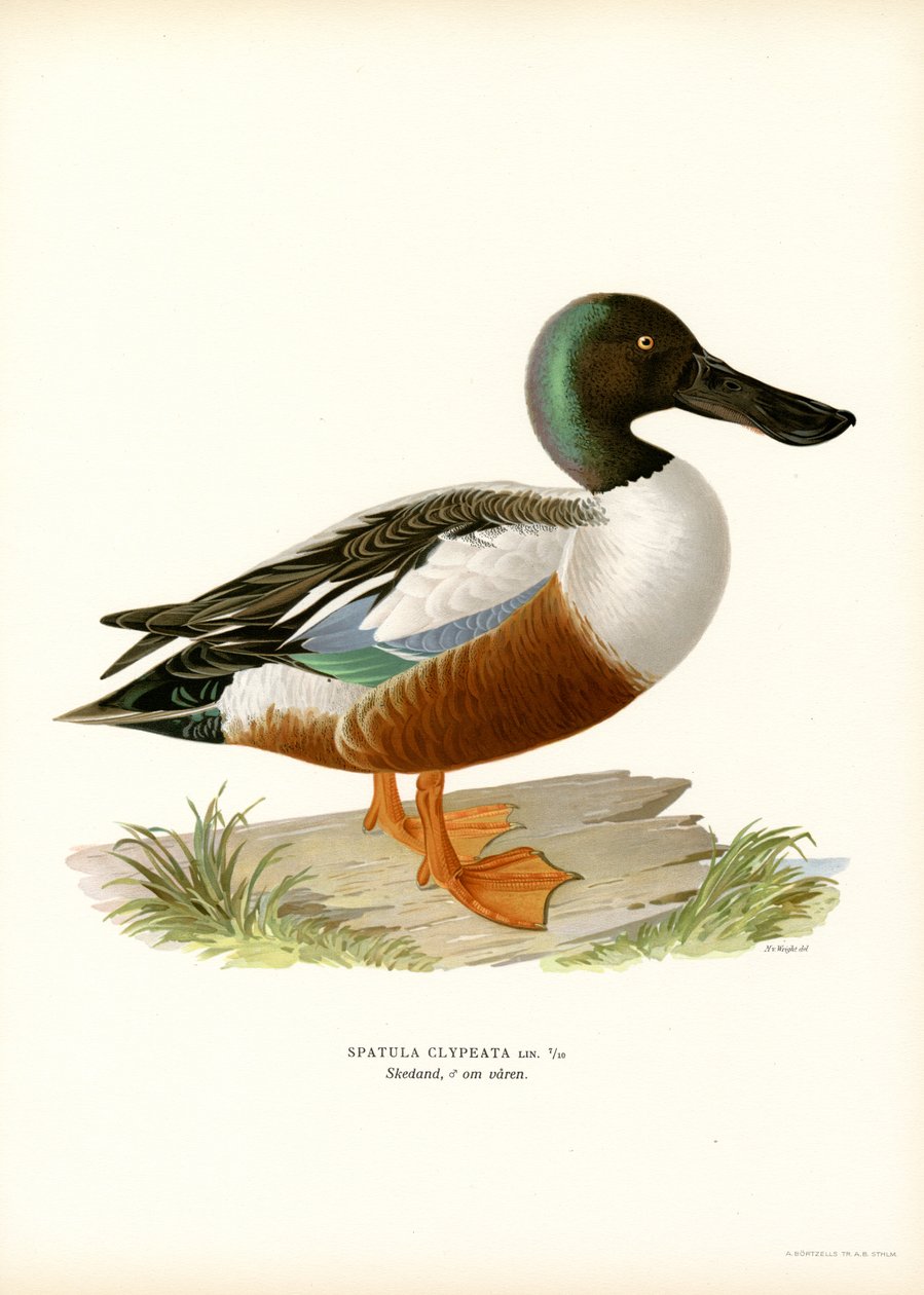Northern Shoveler (kolor lito) autorstwa Magnus Ferdinand and Wilhelm von Wright