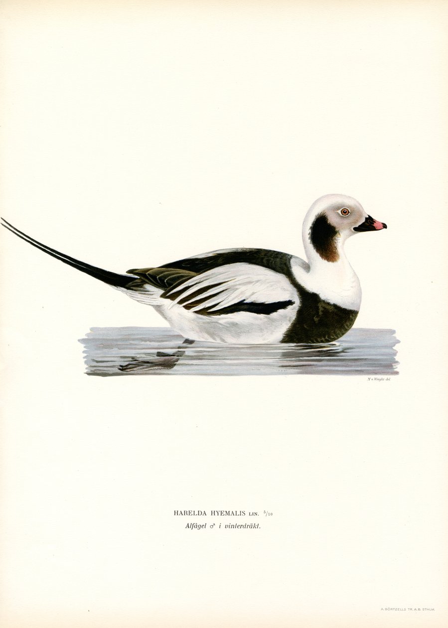 Kaczka Oldsquaw (kolor lito) autorstwa Magnus Ferdinand and Wilhelm von Wright