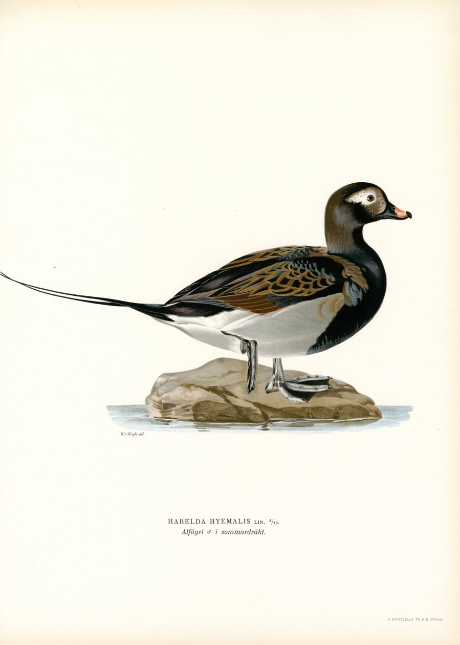 Kaczka Oldsquaw (kolor lito) autorstwa Magnus Ferdinand and Wilhelm von Wright