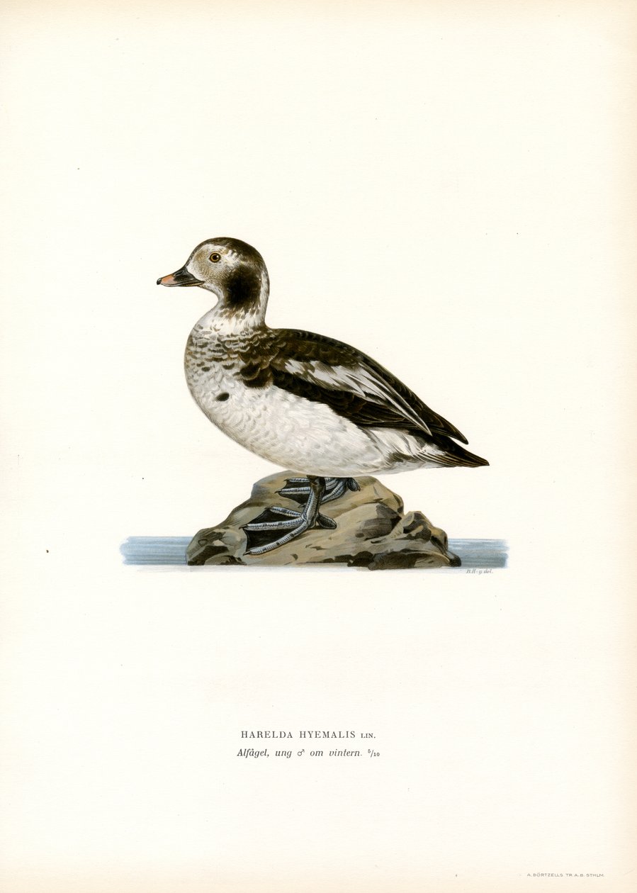 Kaczka Oldsquaw (kolor lito) autorstwa Magnus Ferdinand and Wilhelm von Wright