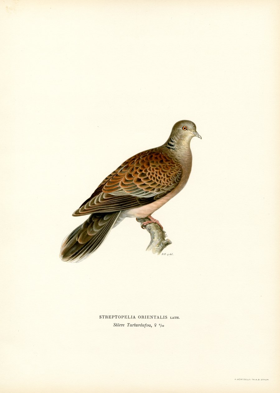 Turtle Dove (kolor lito) autorstwa Magnus Ferdinand and Wilhelm von Wright