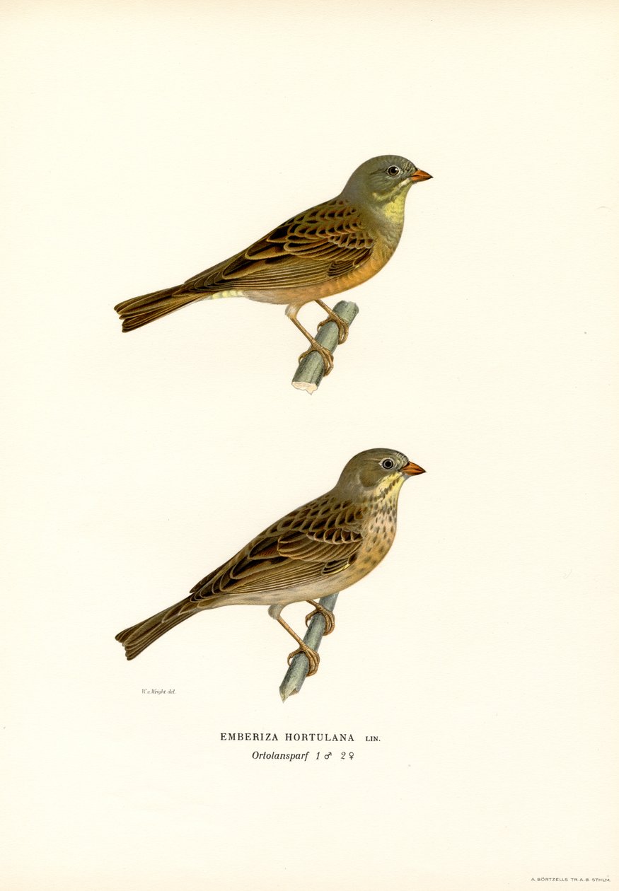 Trznadel Ortolan (kolor lito) autorstwa Magnus Ferdinand and Wilhelm von Wright