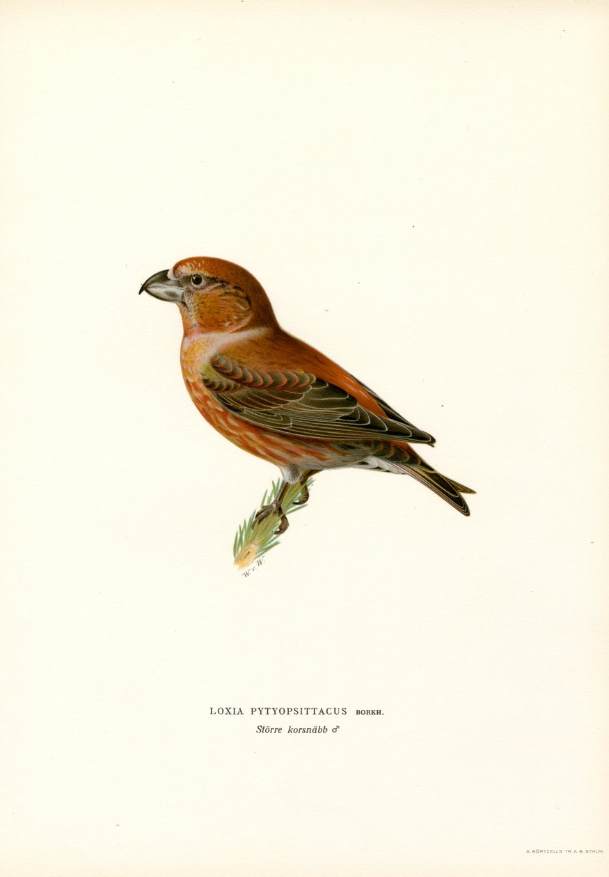 Krzyżodziób Parrot (kolor lito) autorstwa Magnus Ferdinand and Wilhelm von Wright