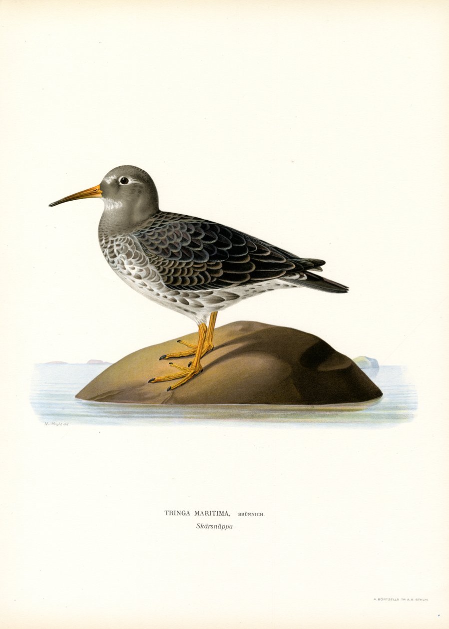 Sandpiper purpurowy (kolor lito) autorstwa Magnus Ferdinand and Wilhelm von Wright
