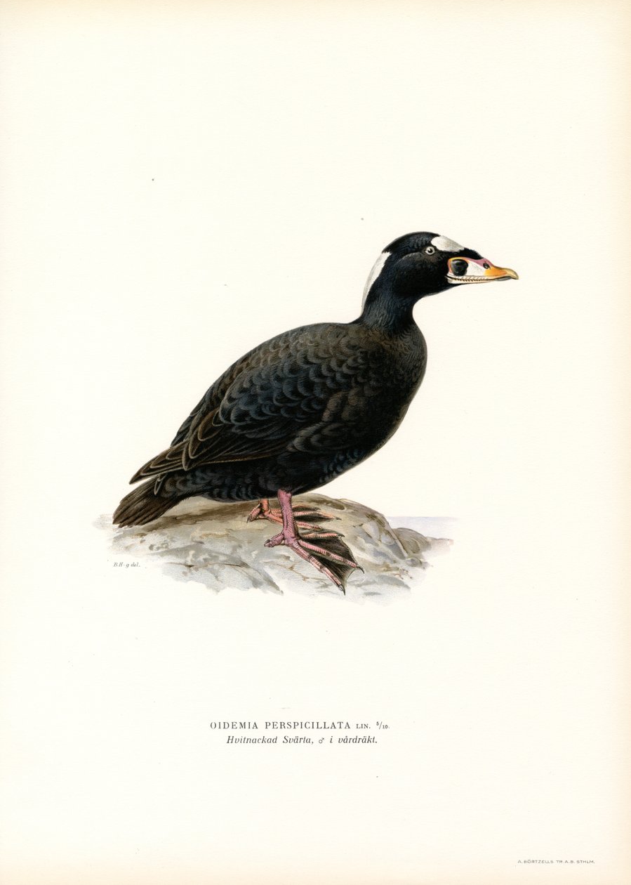 Hulajka czerwonodzioby (kolor lito) autorstwa Magnus Ferdinand and Wilhelm von Wright