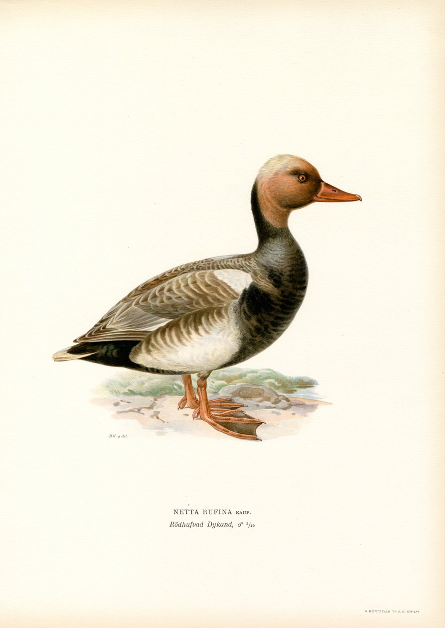 Kaczka czerwonoczuby (kolor lito) autorstwa Magnus Ferdinand and Wilhelm von Wright