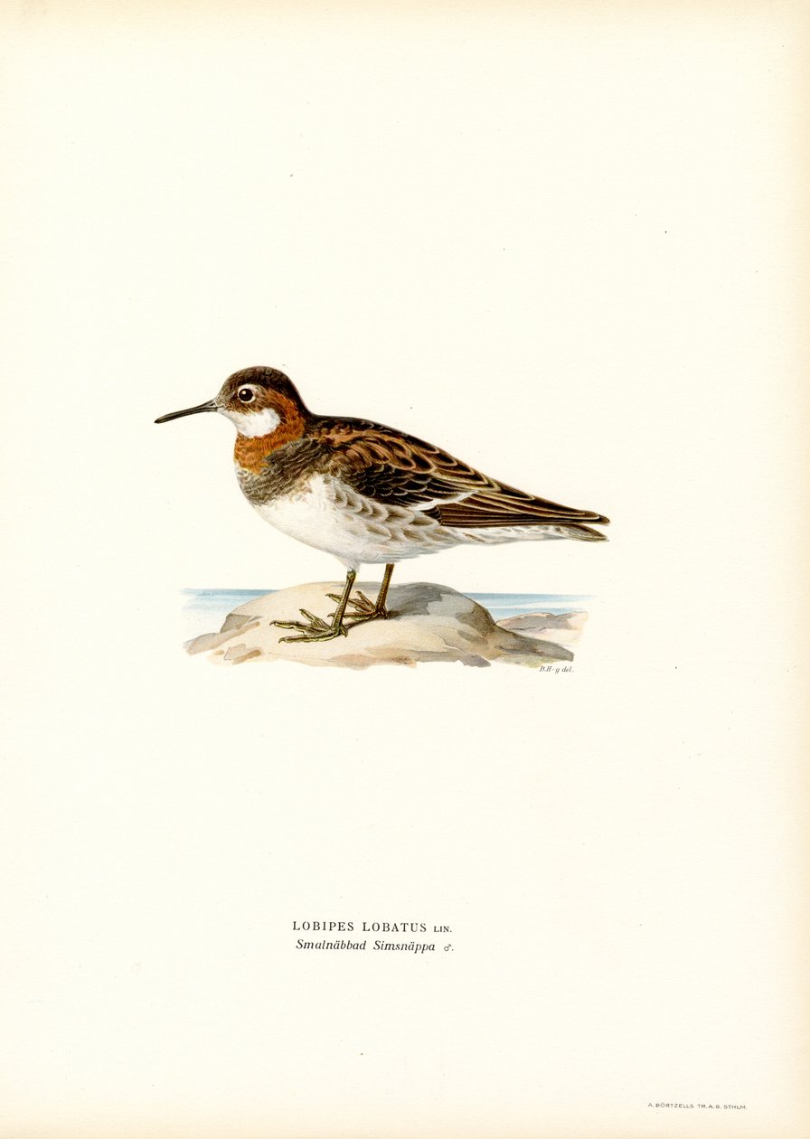 Czerwonoszyja Phalarope (kolor lito) autorstwa Magnus Ferdinand and Wilhelm von Wright
