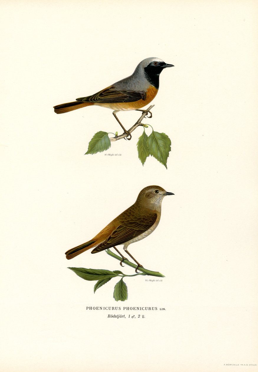Kopciuszek (kolor lito) autorstwa Magnus Ferdinand and Wilhelm von Wright