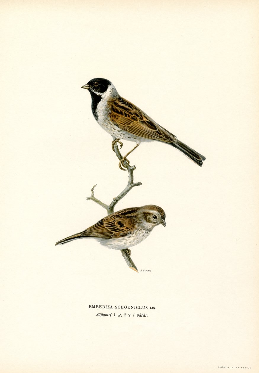 Reed Bunting (kolor lito) autorstwa Magnus Ferdinand and Wilhelm von Wright