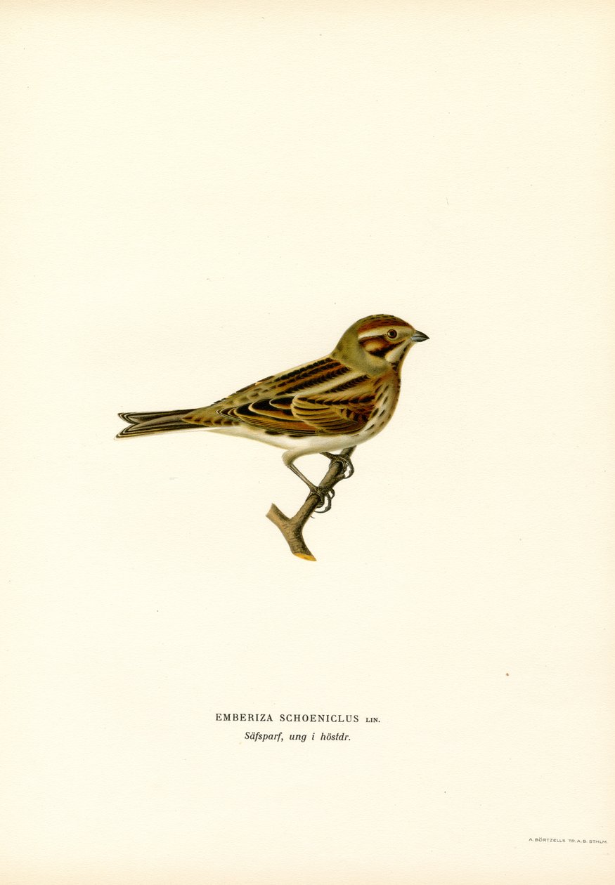 Reed Bunting (kolor lito) autorstwa Magnus Ferdinand and Wilhelm von Wright