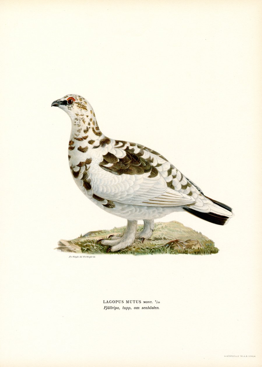 Ptarmigan skalny (kolor lito) autorstwa Magnus Ferdinand and Wilhelm von Wright